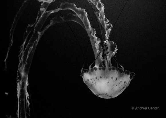 Monterey Bay Aquarium Jellyfish 59073 BWz