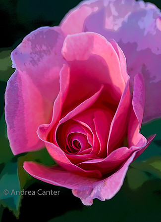 Pink Rose, LH 359133XPz
