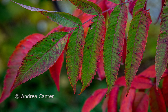 Sumac 362426z