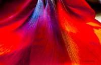Shades of Red