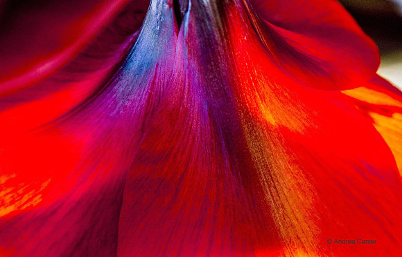 Shades of Red