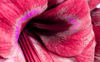 Amaryllis 2014