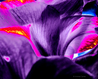 Purple Orpheus