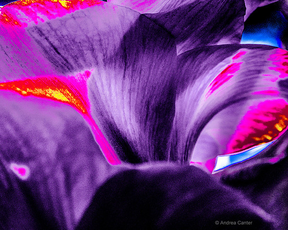 Purple Orpheus