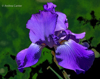 Purple Iris