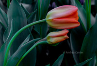 Tulips 331174z