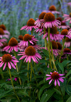 Coneflowers 359153z