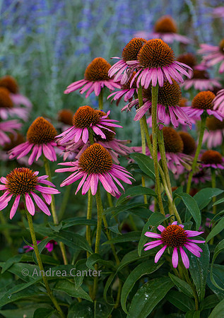 Coneflowers 359153z