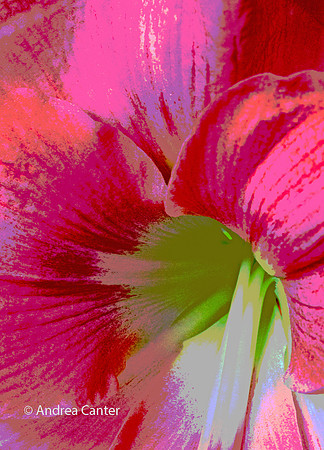 Amaryllis 297148XPz