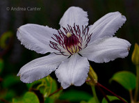 Clematis 359149Xz