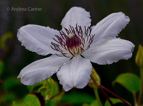 Clematis 359149Xz