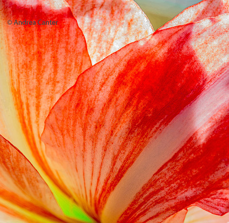 Amaryllis 383902XPz