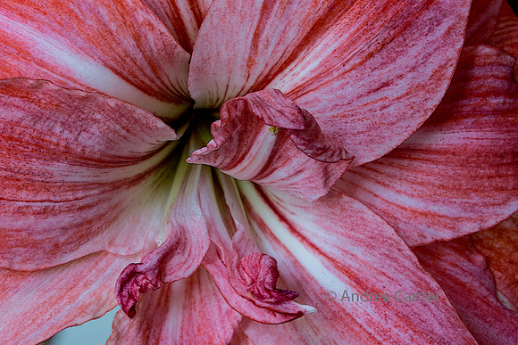 Amaryllis 385790z