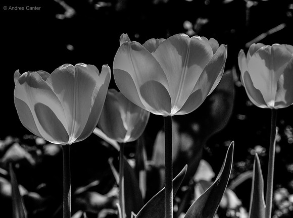Tulips