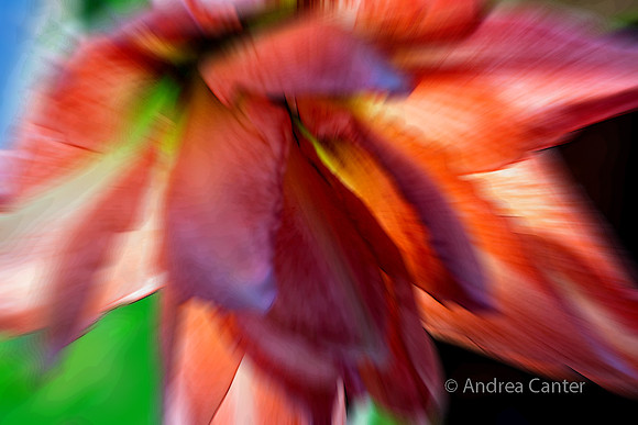 Amaryllis 383698XBPz