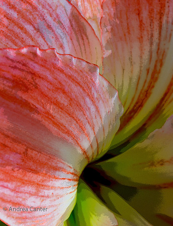 Amaryllis 390685XPz