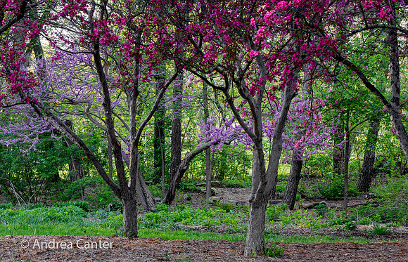 Crab apple and redbud 331113z
