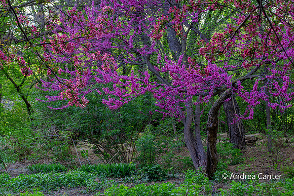 Crab apple and redbud 331119z