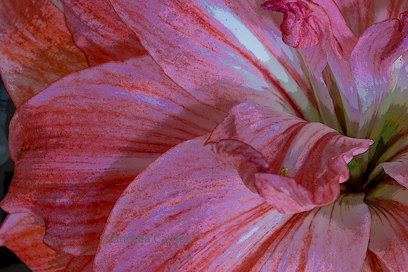 Amaryllis 385797XPz