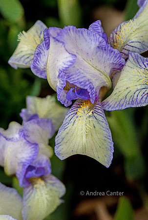 Iris 326129Az
