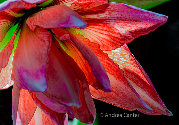 Amaryllis 383697XPz
