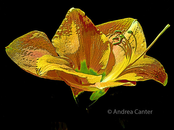 Amaryllicious (yellow) 296463XPCz