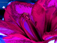 Amaryllis 2015