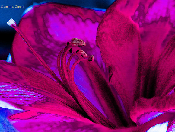 Amaryllis 2015