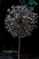 Alium 359160Xz
