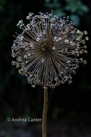 Alium 359160Xz