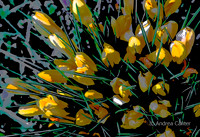 Hocas Crocus