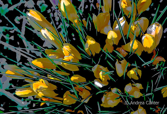 Hocas Crocus