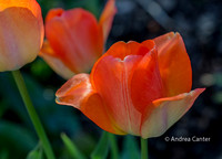 Orange tulips 331037z