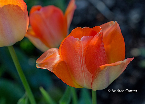 Orange tulips 331037z