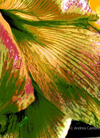 Spring Brocade