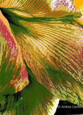 Spring Brocade