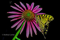Collaboration I