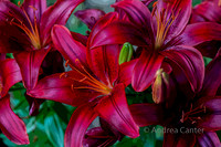 Red Lillies 353573XPz