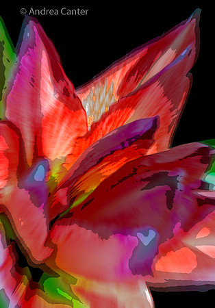 Amaryllis, new flower 383697XBPz