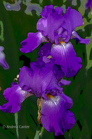 Purple Irises
