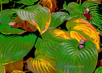 Enchanted Hosta Garden, Green and Gold