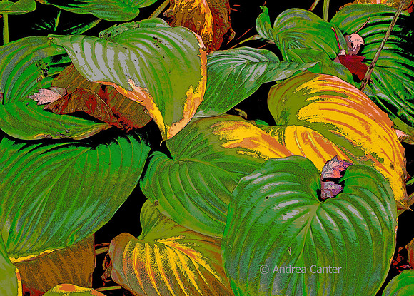 Enchanted Hosta Garden, Green and Gold