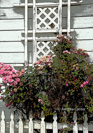 Rose Bouquet, Ferndale