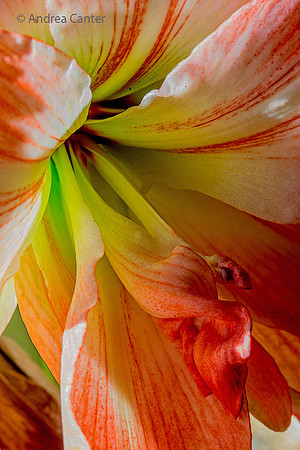Amaryllis 390701z