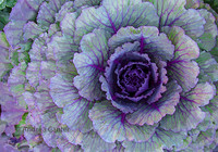 Cabbage 359178XP