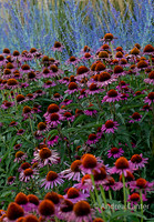 Coneflowers 359224XPz