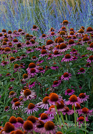 Coneflowers 359224XPz