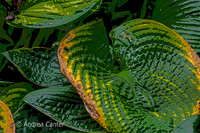 Hosta 362976XPz