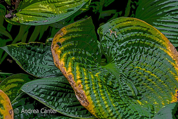 Hosta 362976XPz