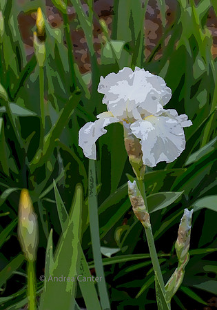 White Iris 334916XPKz